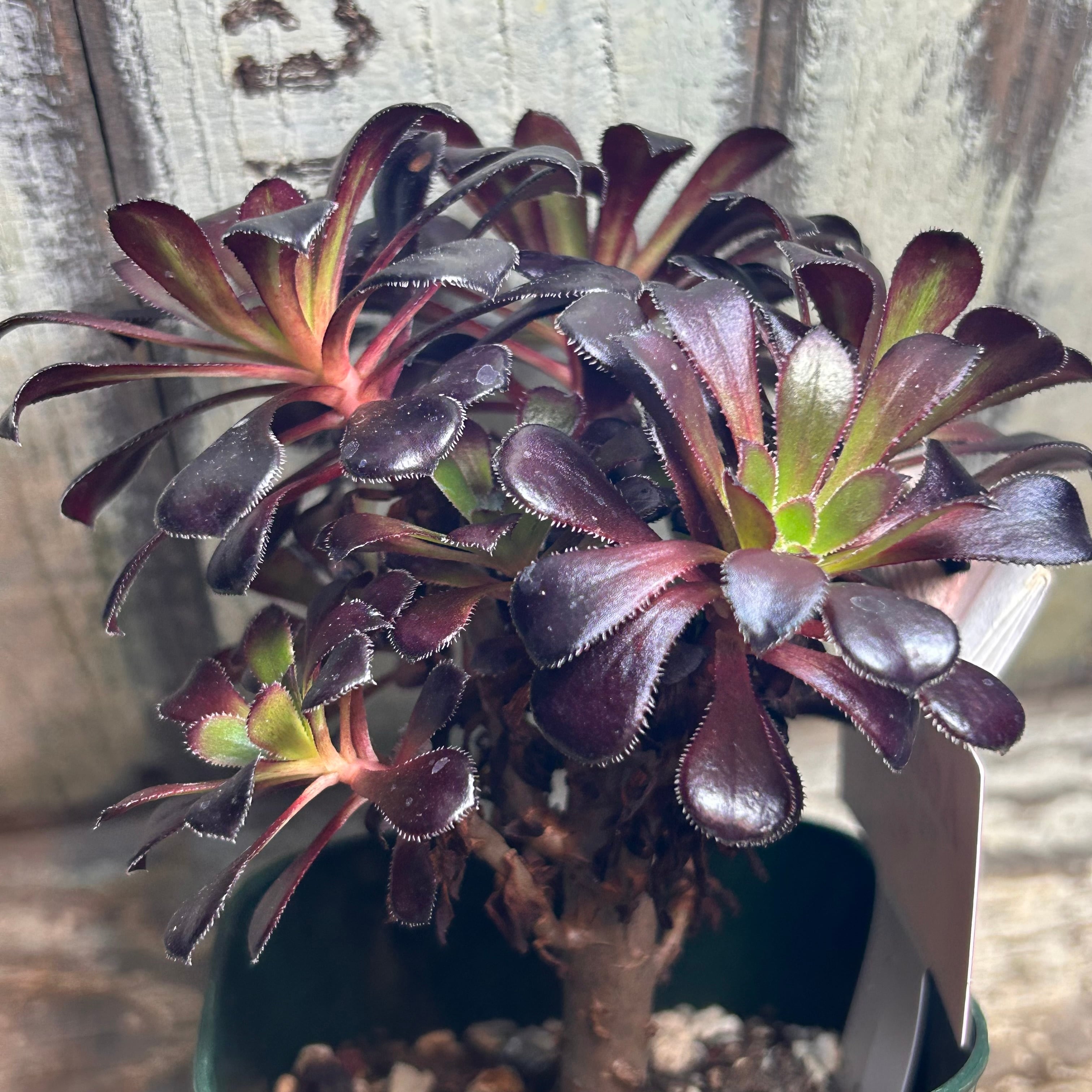 黒法師 サンシモン アエオニウム | RuPo 多肉植物専門店