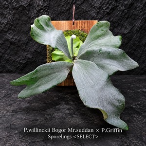 P.willinckii Bogor Mr.suddan × P.Griffin Sporelings Select 【artPLANTs/PLANTS GARAGE 】ビカクシダ#Platycerium