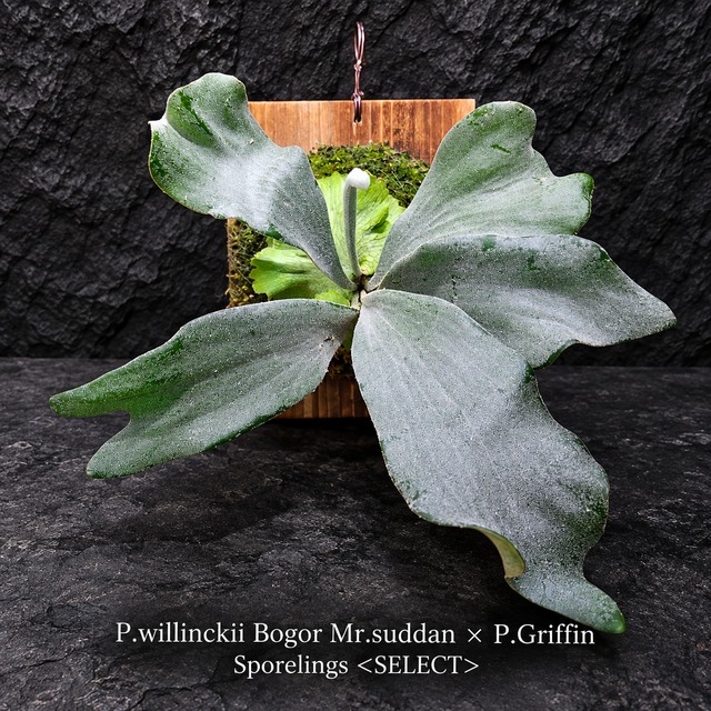 P.willinckii Bogor Mr.suddan × P.Griffin Sporelings Select 【artPLANTs/PLANTS GARAGE 】ビカクシダ#Platycerium