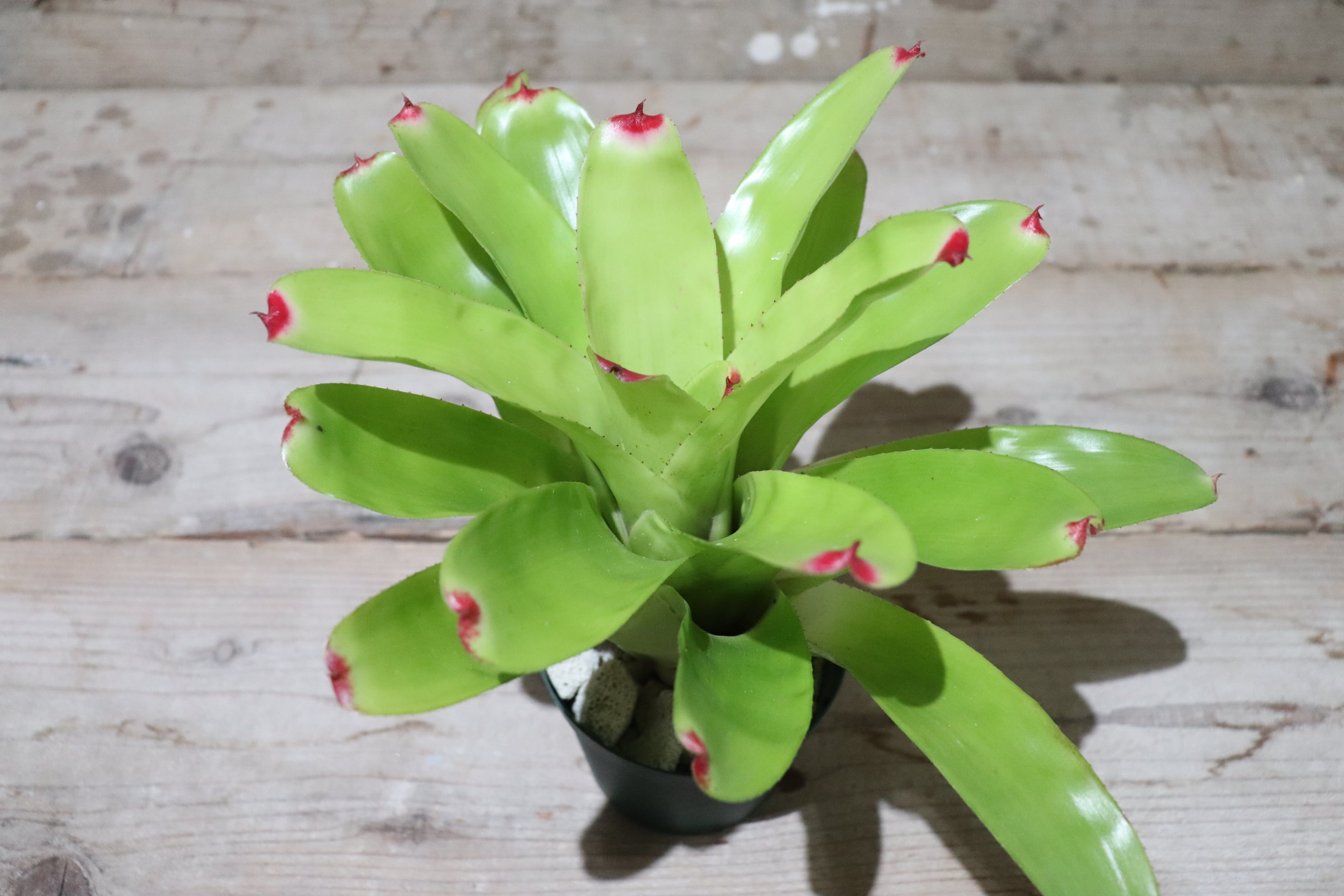 送料無料】Neoregelia 'Pink Crown'〔ネオレゲリア〕現品発送N0086