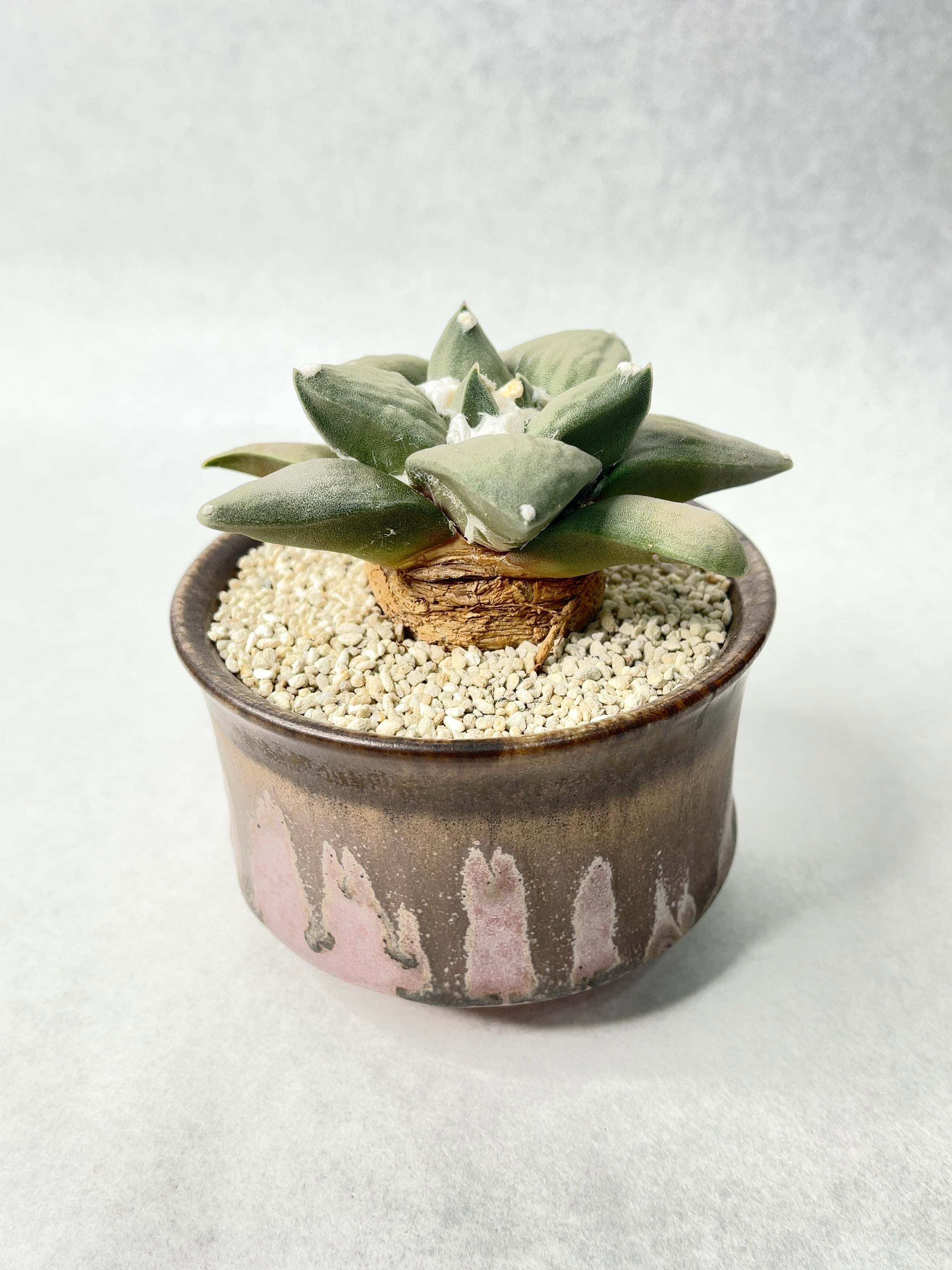 アリオカルプス・青磁牡丹 | trigger