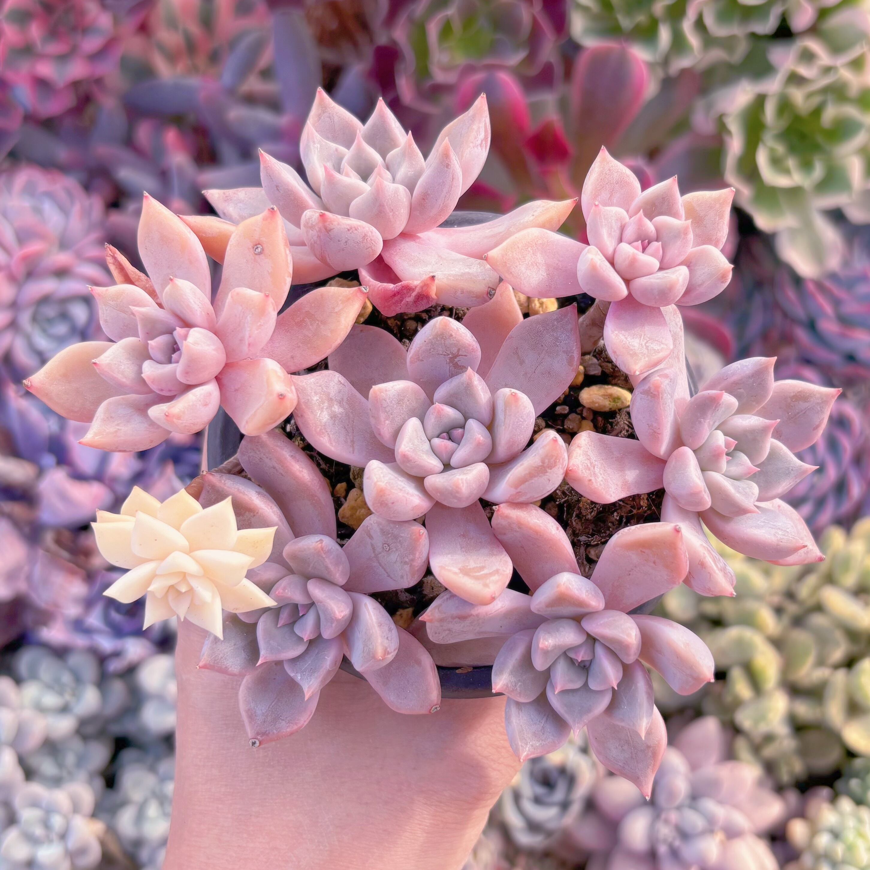 現品　カリナ錦#093　るる農園