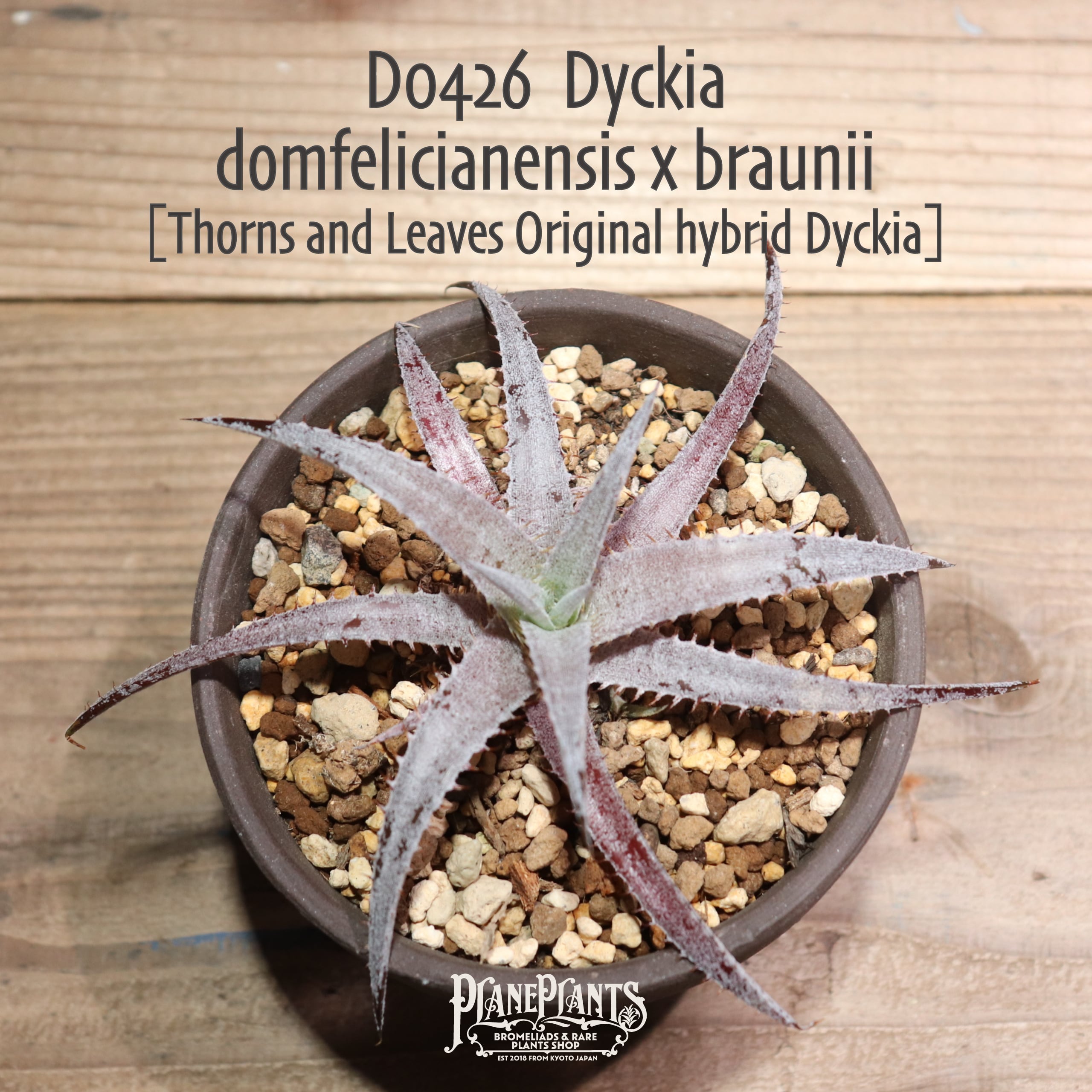 【抜き苗送料無料】domfelicianensis x braunii〔ディッキア〕現品発送D0426