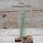 【送料無料】フンキアナ(TYPE2) 〔エアプランツ〕現品発送T1424