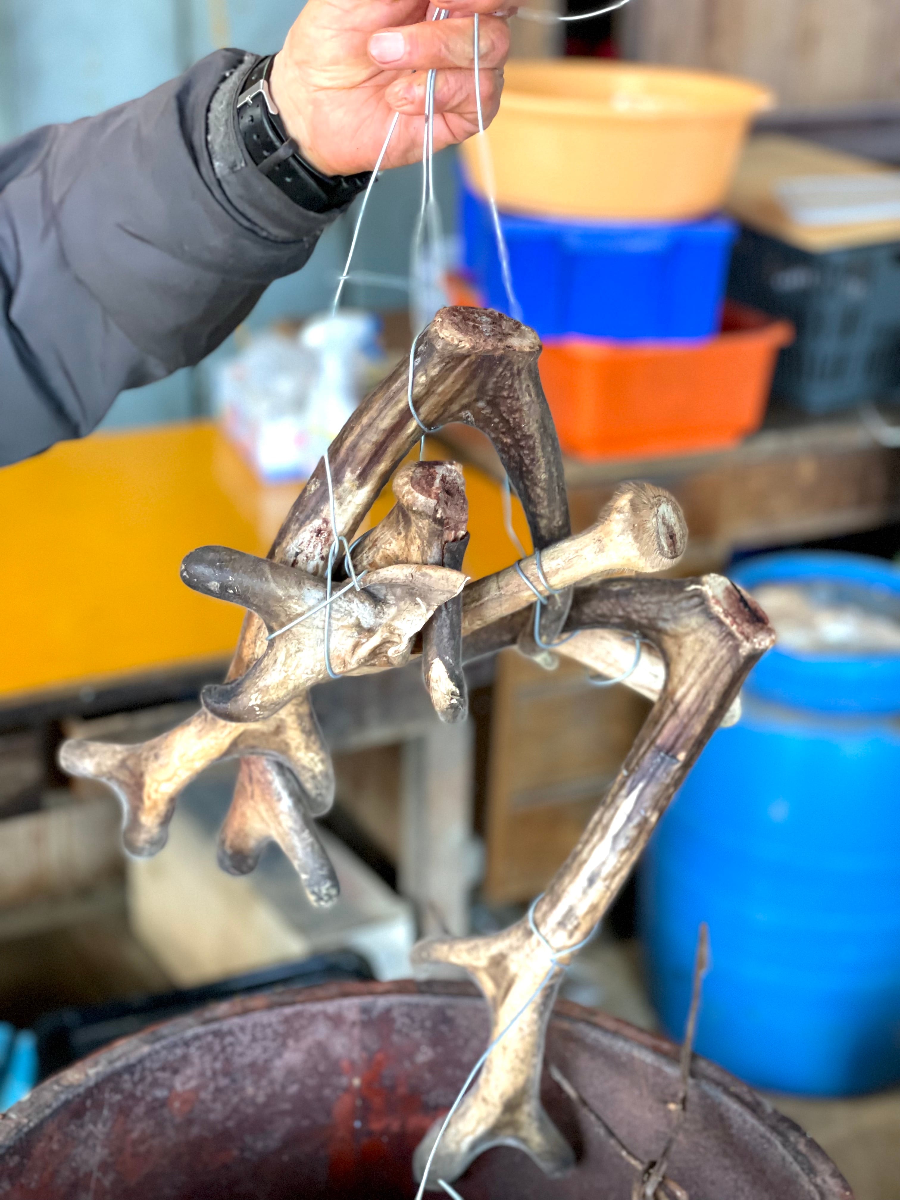 鹿の角 Mサイズ（80〜120g） 国産 （静岡市井川産） アクセサリー