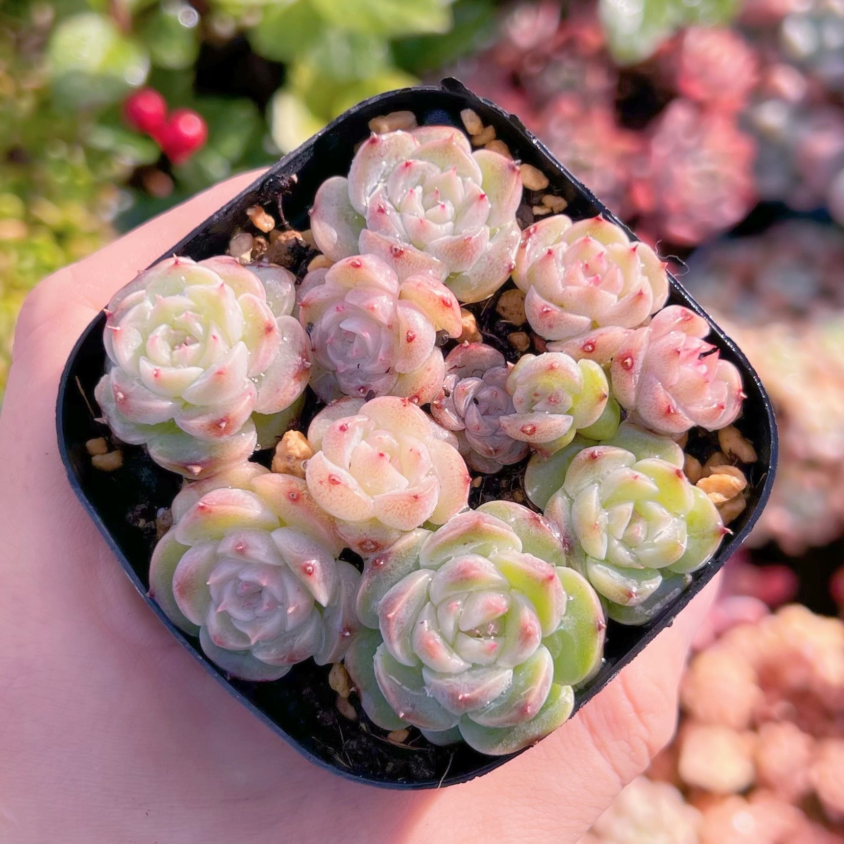 現品　レッドベルベット#2027   るる農園