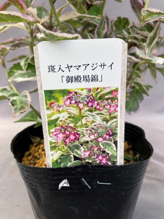 斑入りヤマアジサイ・御殿場錦 | 日本ライン花木センター