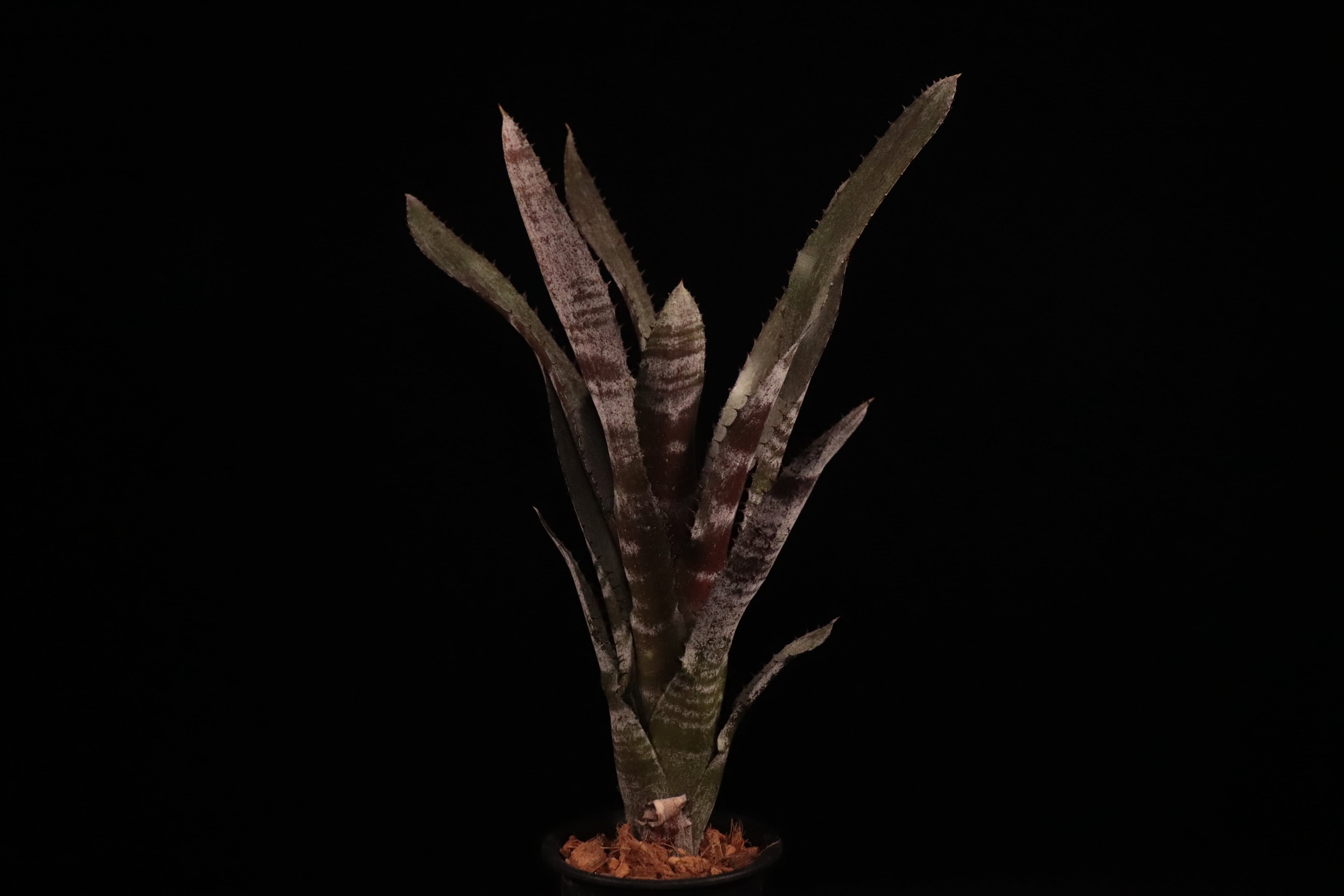 送料無料】Aechmea 'Phantom'〔エクメア〕現品発送A0137 | plane plants