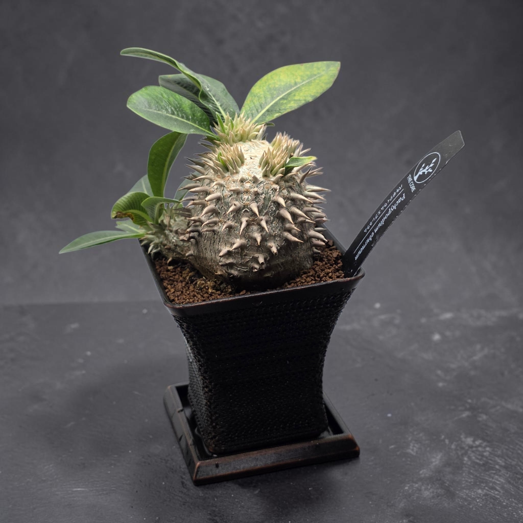 まん丸・美株】パキポディウム・エブレネウム (Pachypodium eburneum
