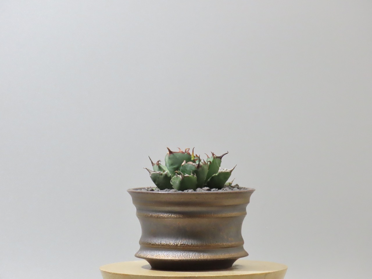 アガベ チタノタ 姫厳竜