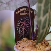【正規】Anthurium 'Michelle' by DOC BLOCK⑫ / アンスリウム・ミシェル│観葉植物