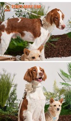 【PUPPYGALLERY公式】ストライプデイジーリード　MS