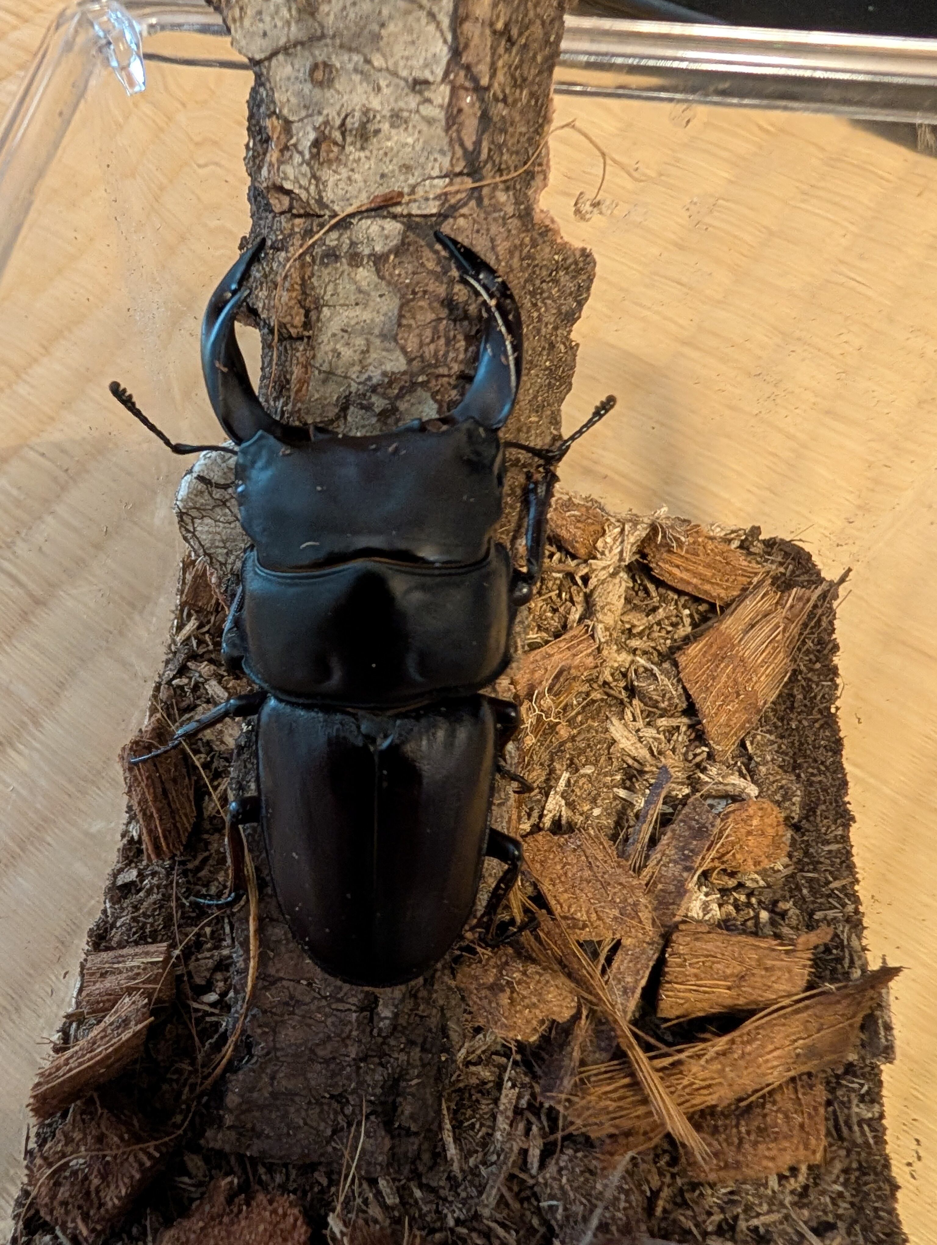 ヘラクレスオオカブト(ヘラクレス=ヘラクレス) オス成虫1頭 即ブリード可！