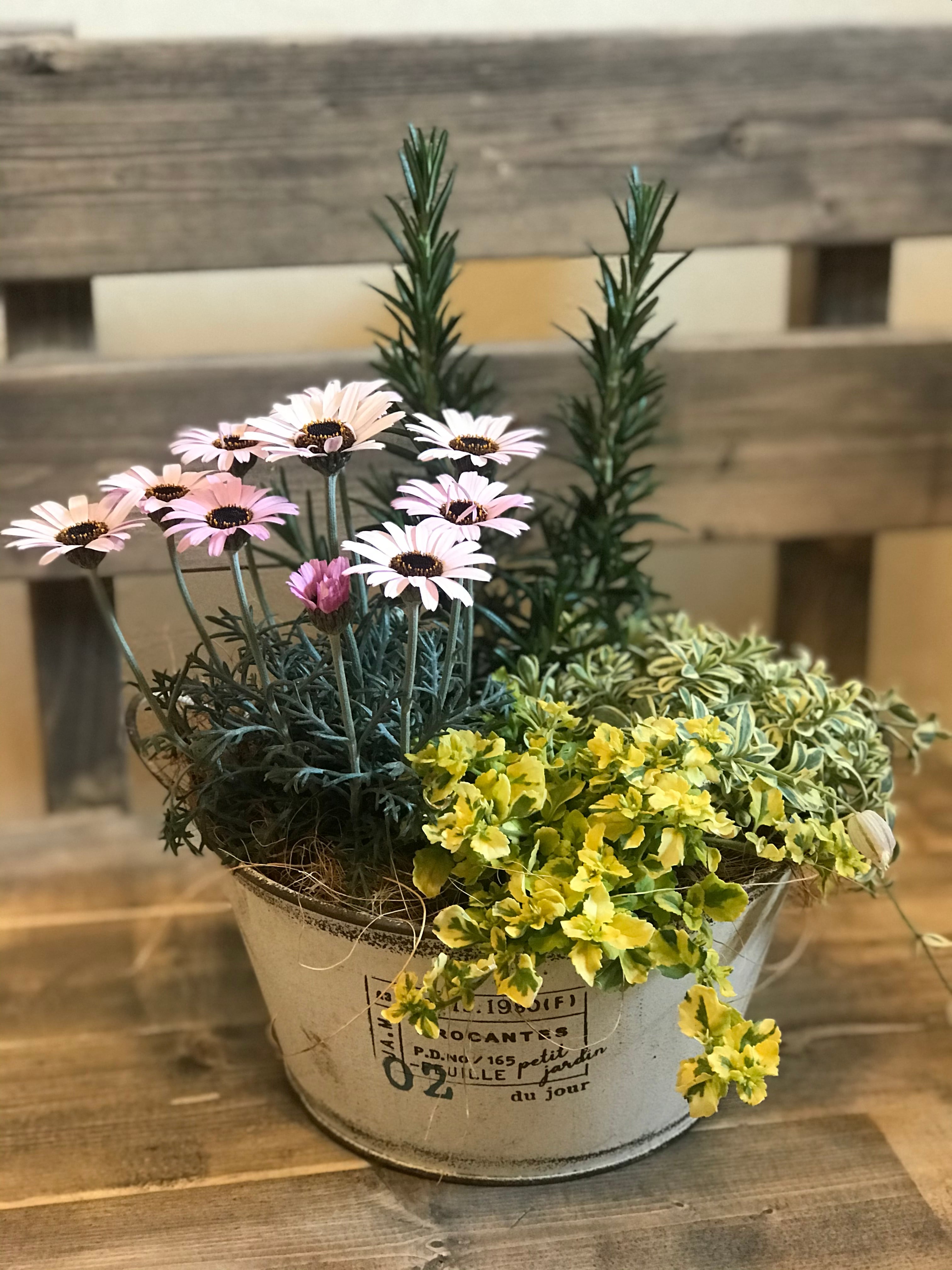 ローダンセマムとローズマリーの寄せ植え Flower Green 花暖