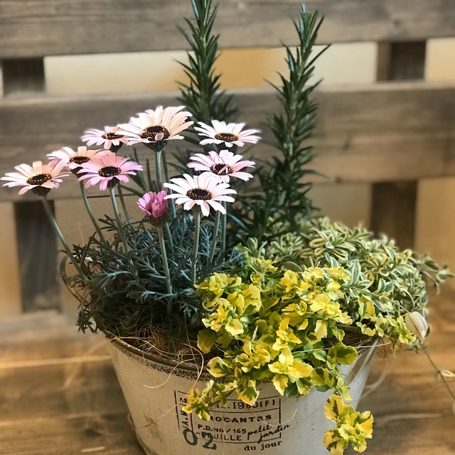 ローダンセマムとローズマリーの寄せ植え Flower Green 花暖 ローダンセマムとローズマリーの寄せ植え Flower Green 花暖