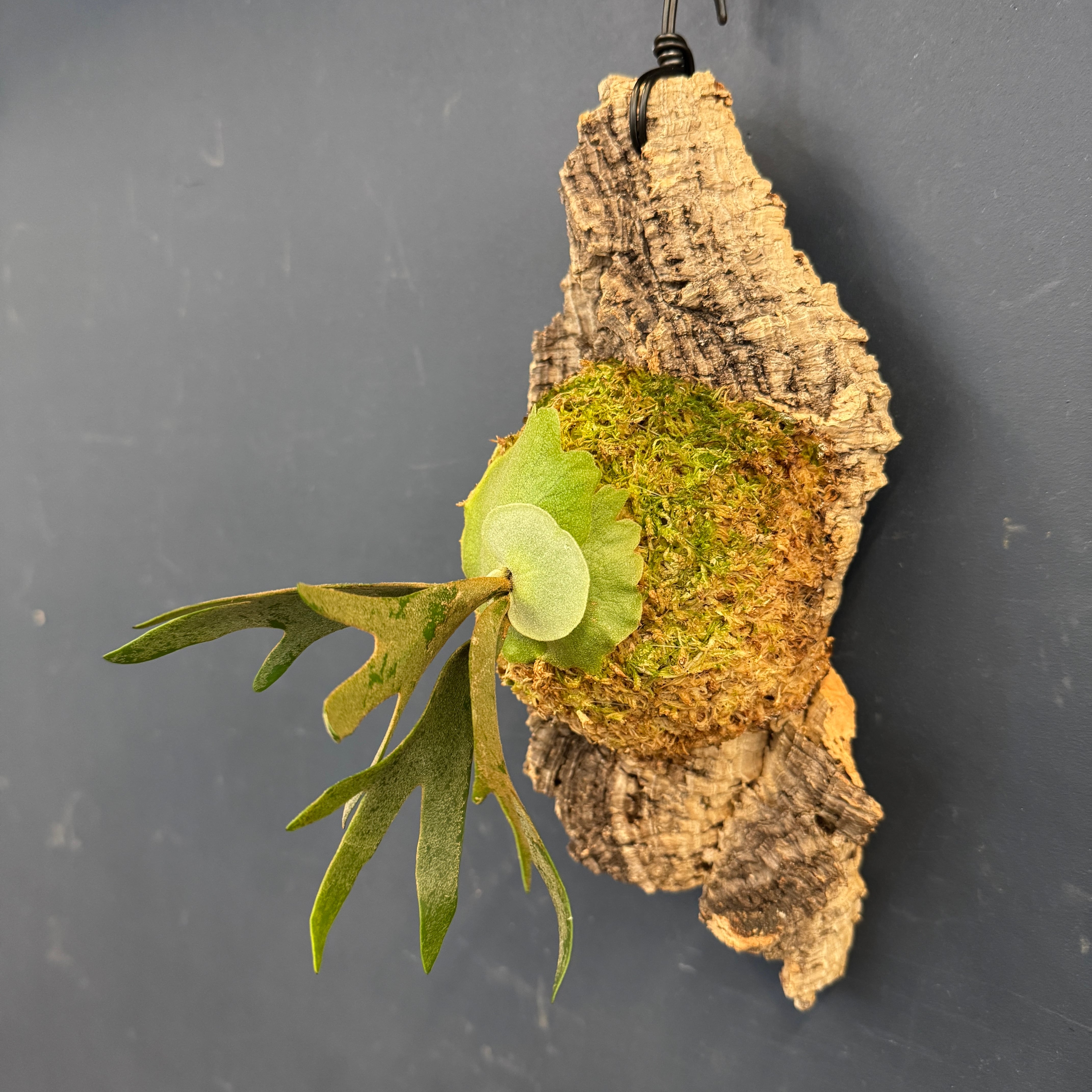 UJ】ビカクシダ P. willinckii 'Golden Boy' Spore 板付け (コルク