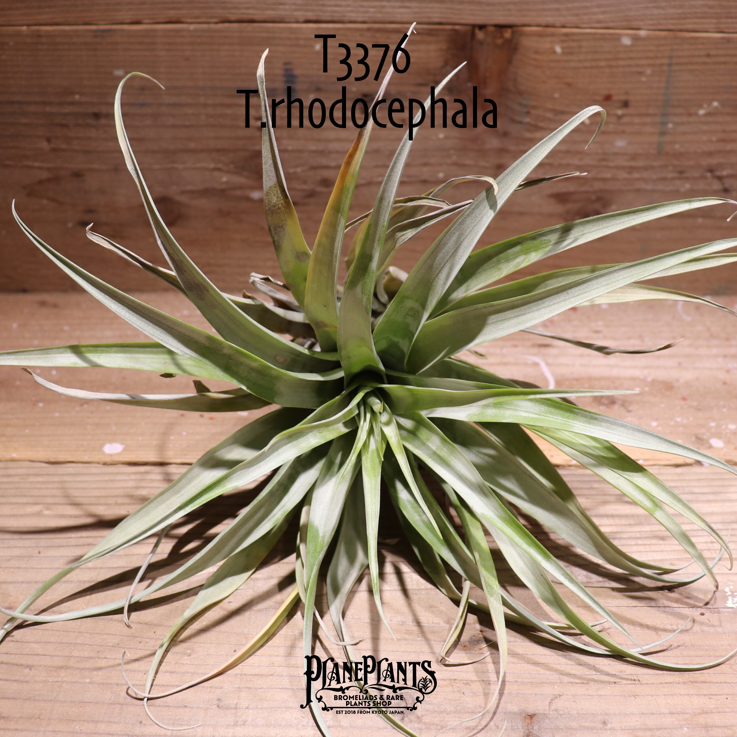 【送料無料】rhodocephala〔エアプランツ〕現品発送T3376