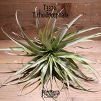 【送料無料】rhodocephala〔エアプランツ〕現品発送T3376