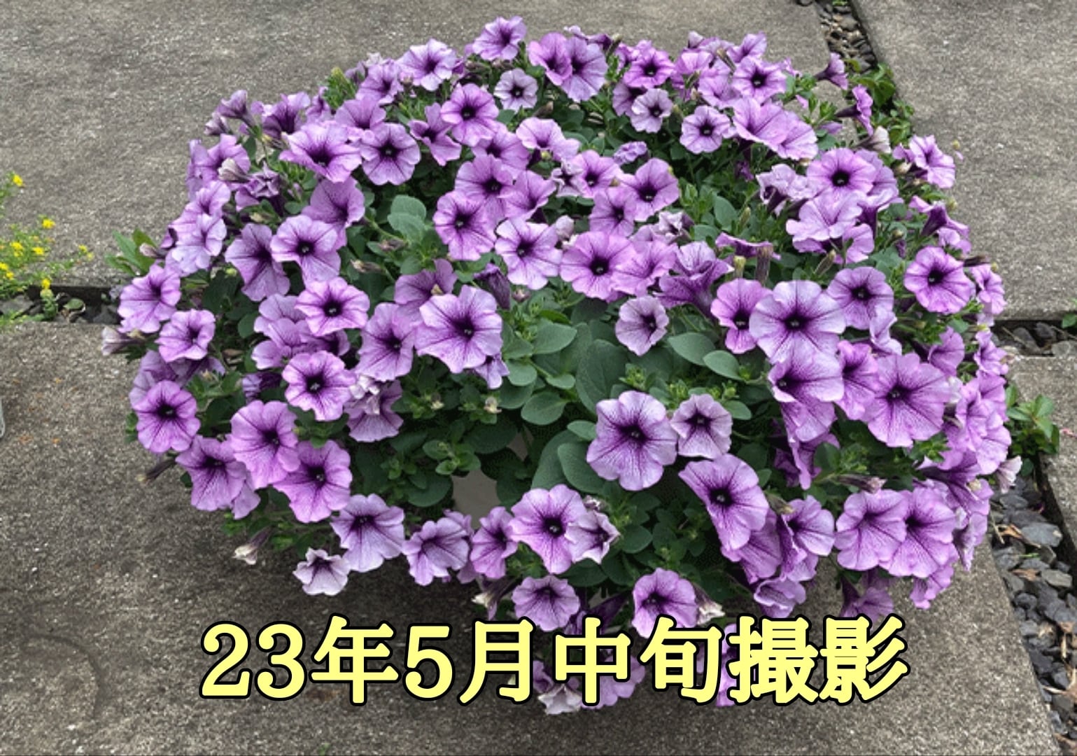 サフィニア ラベンダーレース | 花のとびつか