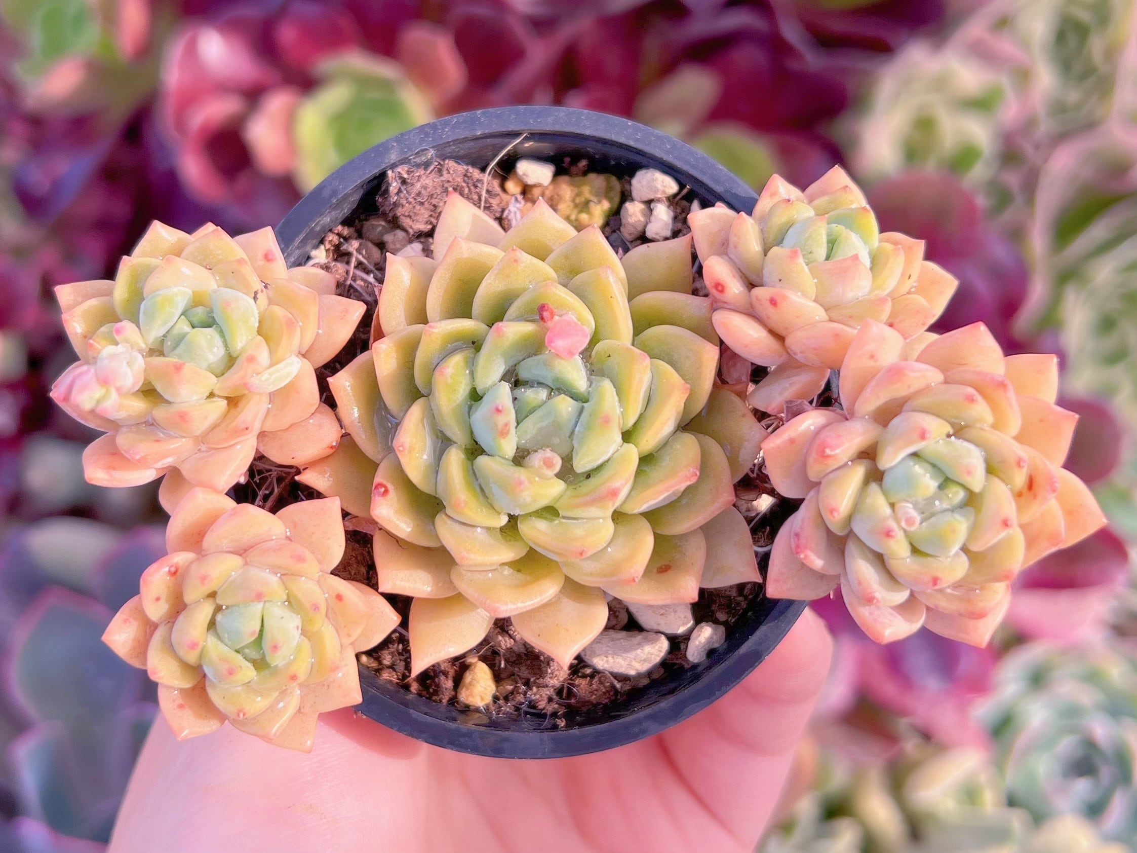 現品　沙羅姫蓮華#F201　群生　るる農園