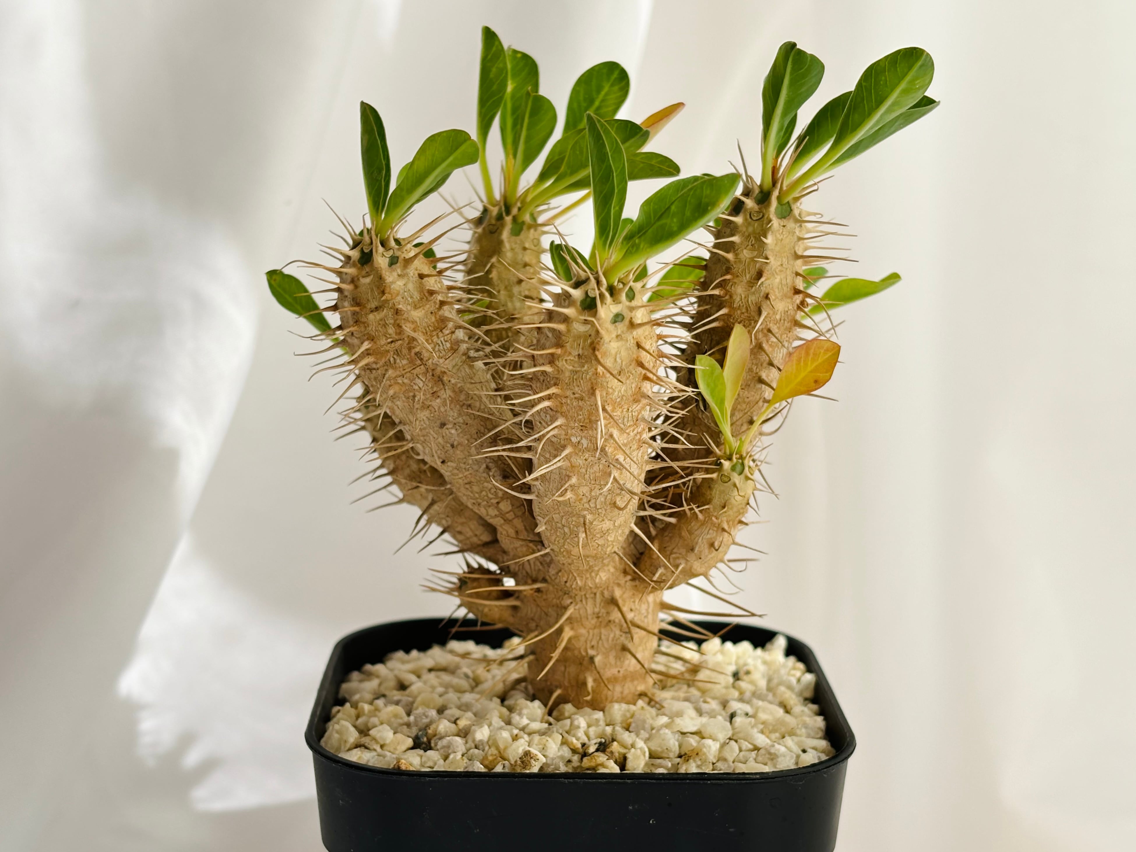 Euphorbia guillauminiana ユーフォルビア・ギラウミニアナ 多肉植物