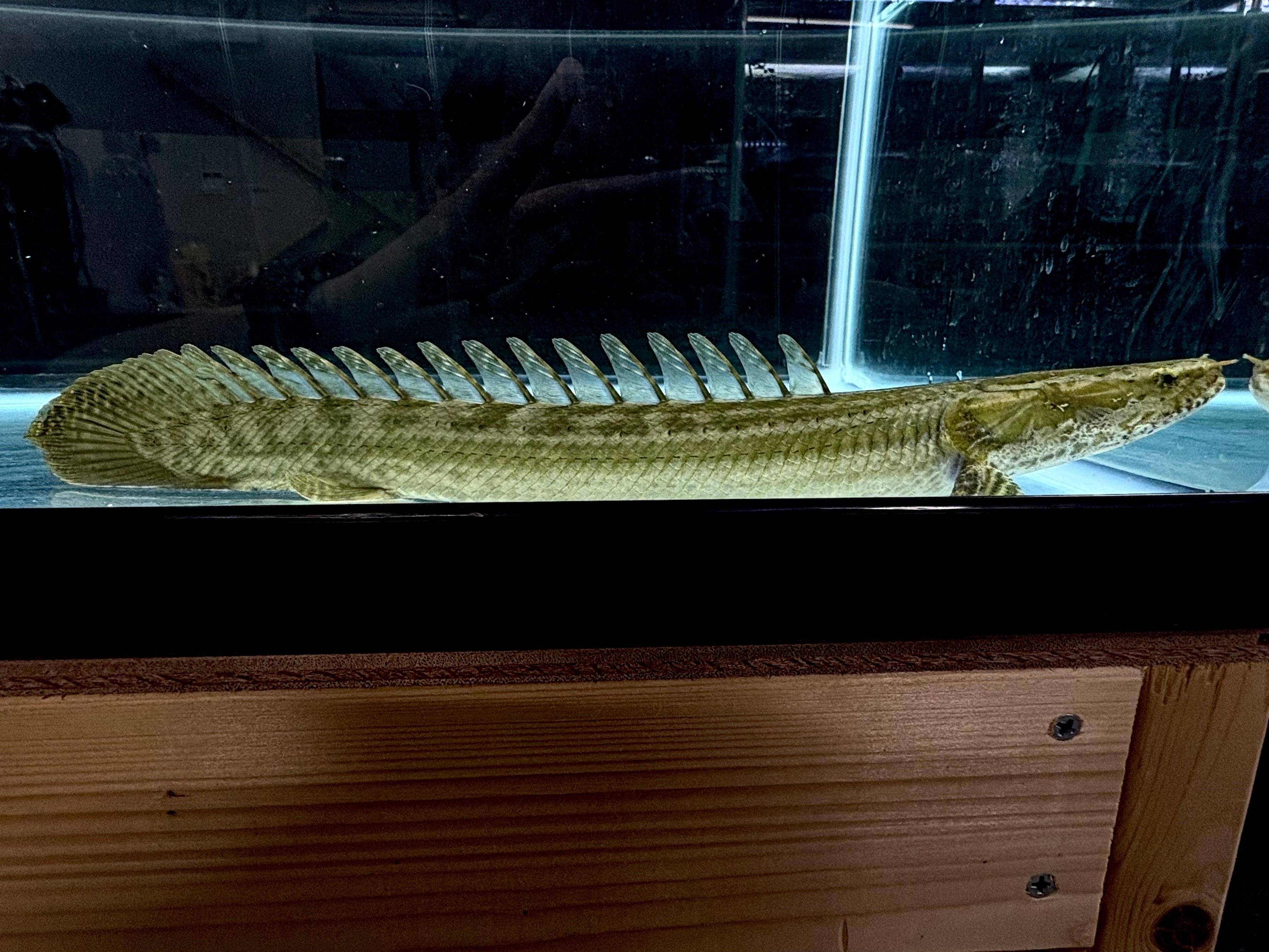 直輸入】シンチャドビキール(バタ・デ・ライリ川産])40up②40cm