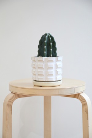 【S】柱サボテン/Cereus　※陶器鉢付き