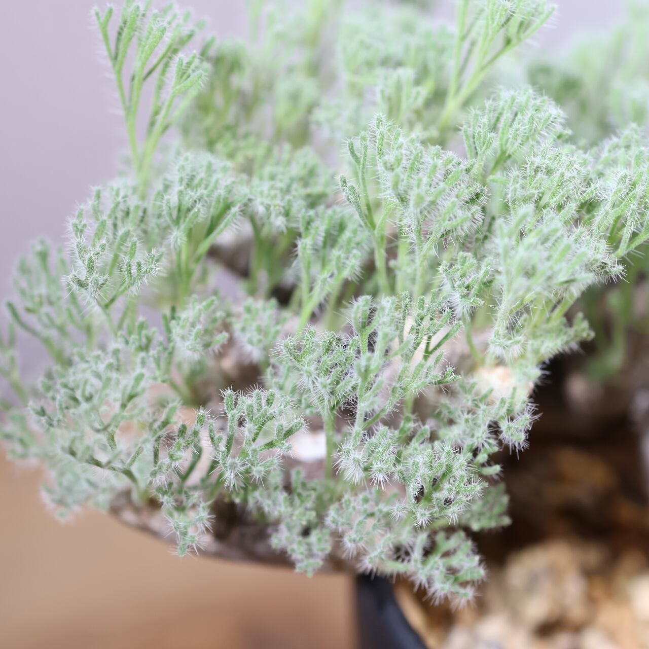 363 そのギャップにやられる『サルコカウロン ムルチフィダ