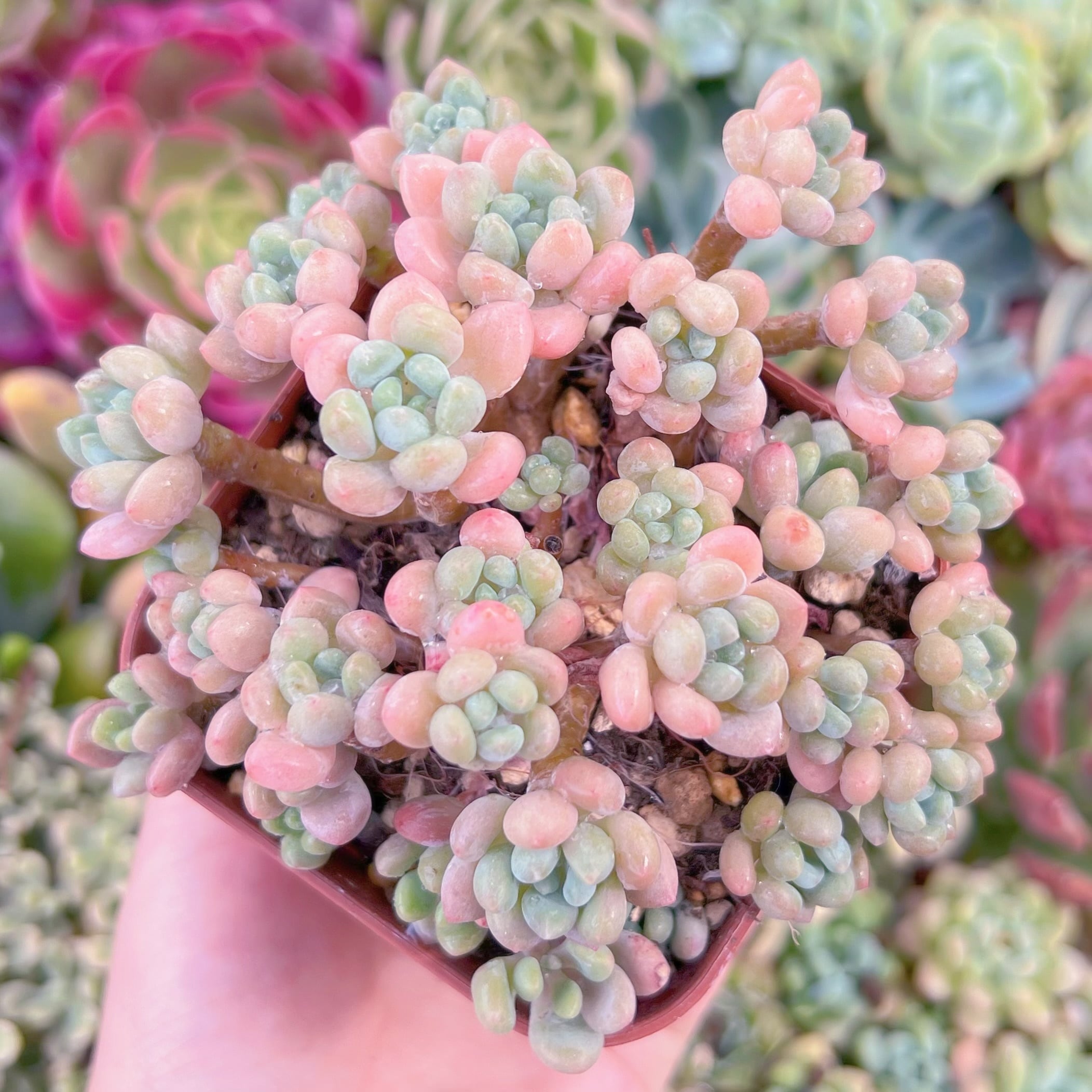 現品　ストロベリーミルク#741　るる農園