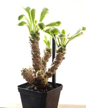 発根済カット苗 ユーフォルビア ポイゾニー錦 XL 7頭群生 自根 Euphorbia poissonii f.variegata