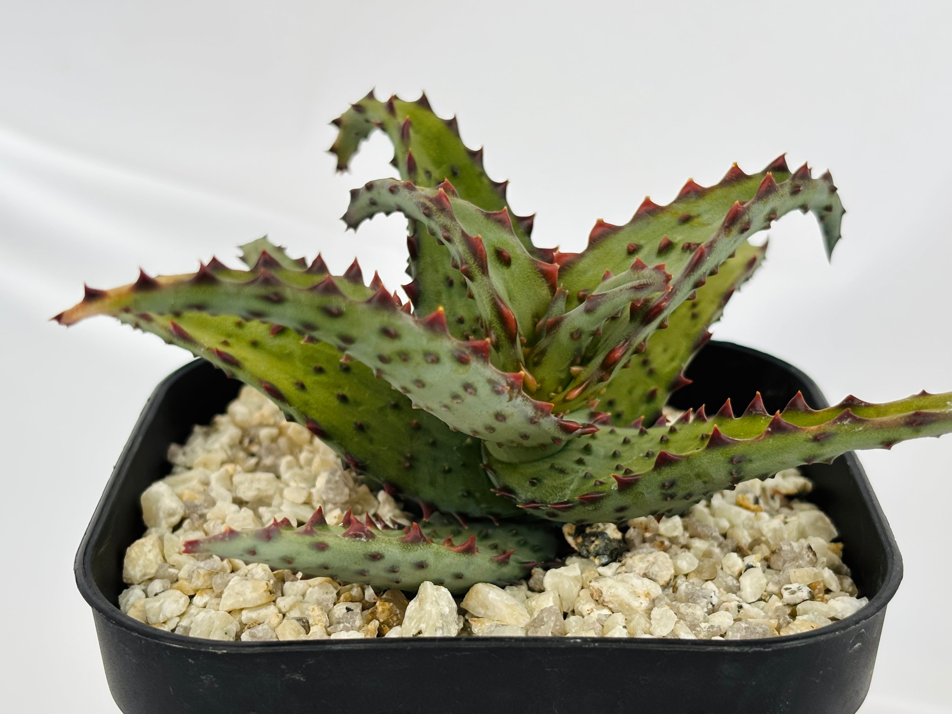 Aloe castilloniae アロエ カスティロニアエ 多肉植物