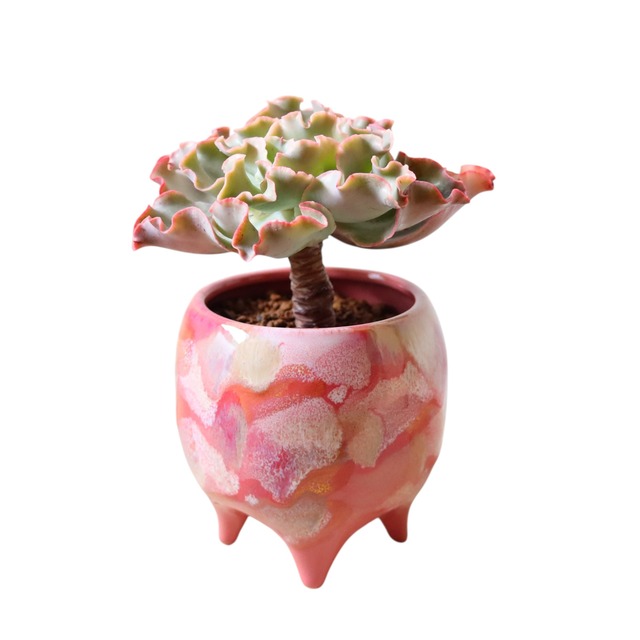 エケベリア 高砂の翁（花）（25cm）