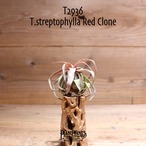 【送料無料】streptophylla Red Clone〔エアプランツ〕現品発送T2936