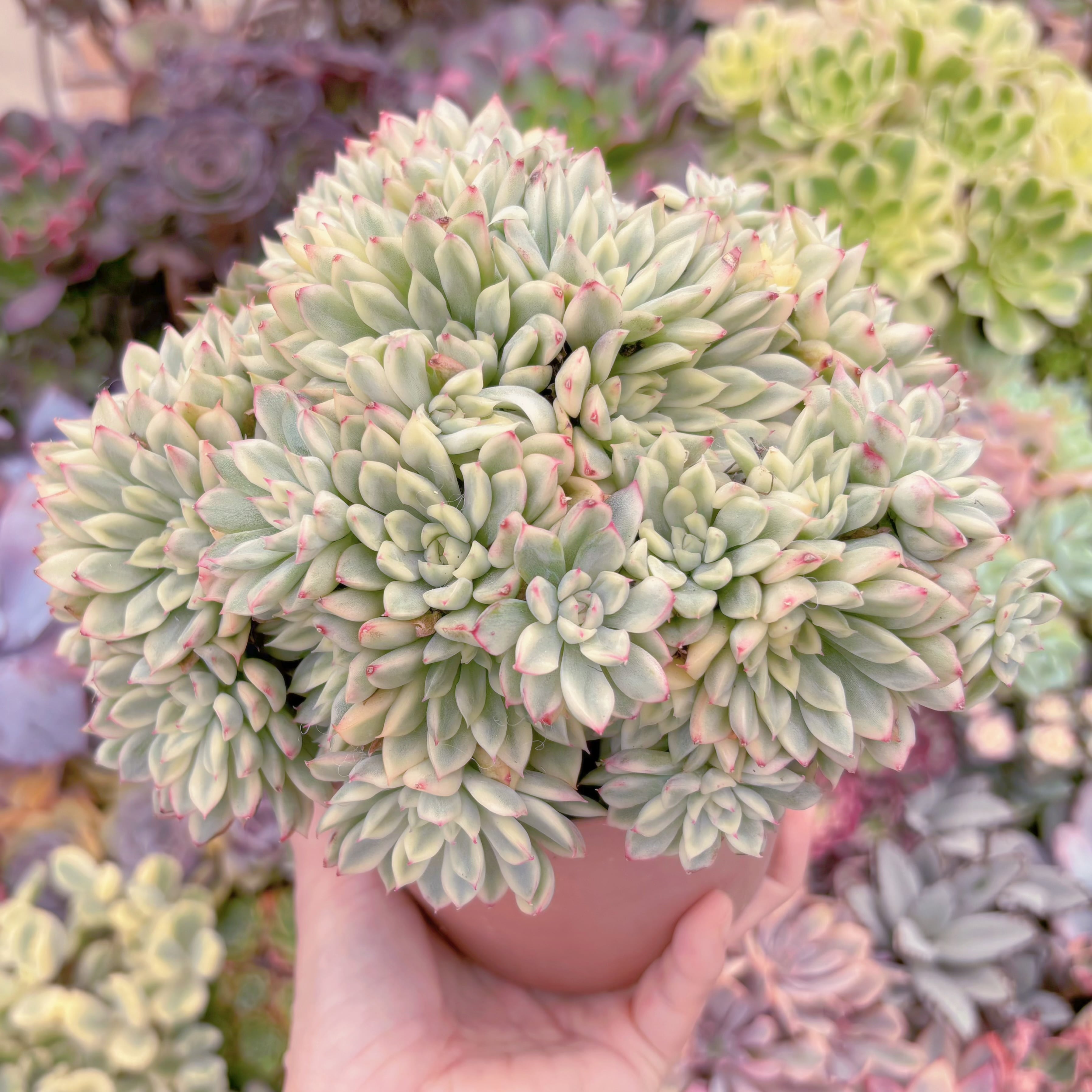 現品 女雛錦#533 特大群生 るる農園 | るる農園~多肉植物専門