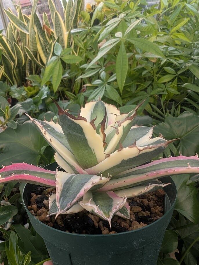 アガベ チタノタ スナグルトゥース ST22 | 多肉植物ハオルチア・アガベ