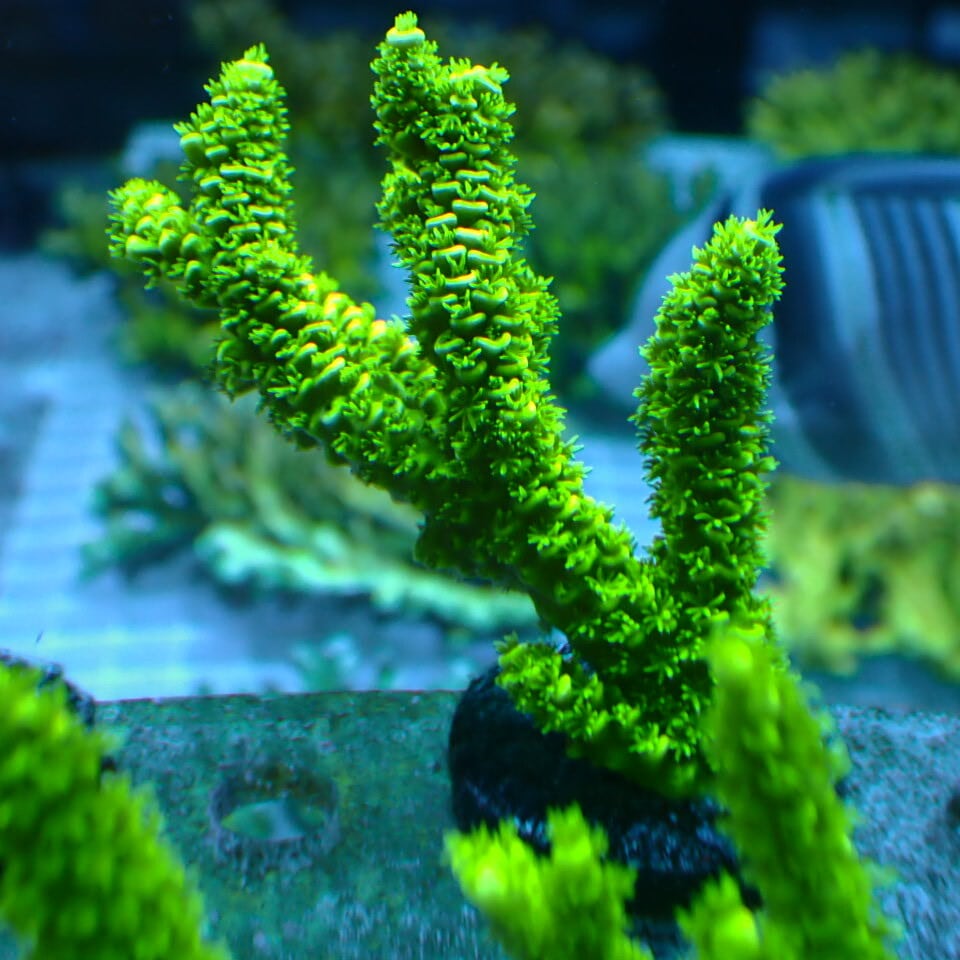 n338 アザミハナガタサンゴ | HOUSE REEF(ハウスリーフ)サンゴ・海水魚
