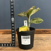 ジュエルオーキッド　アネクトキルス　hybrid【1049】