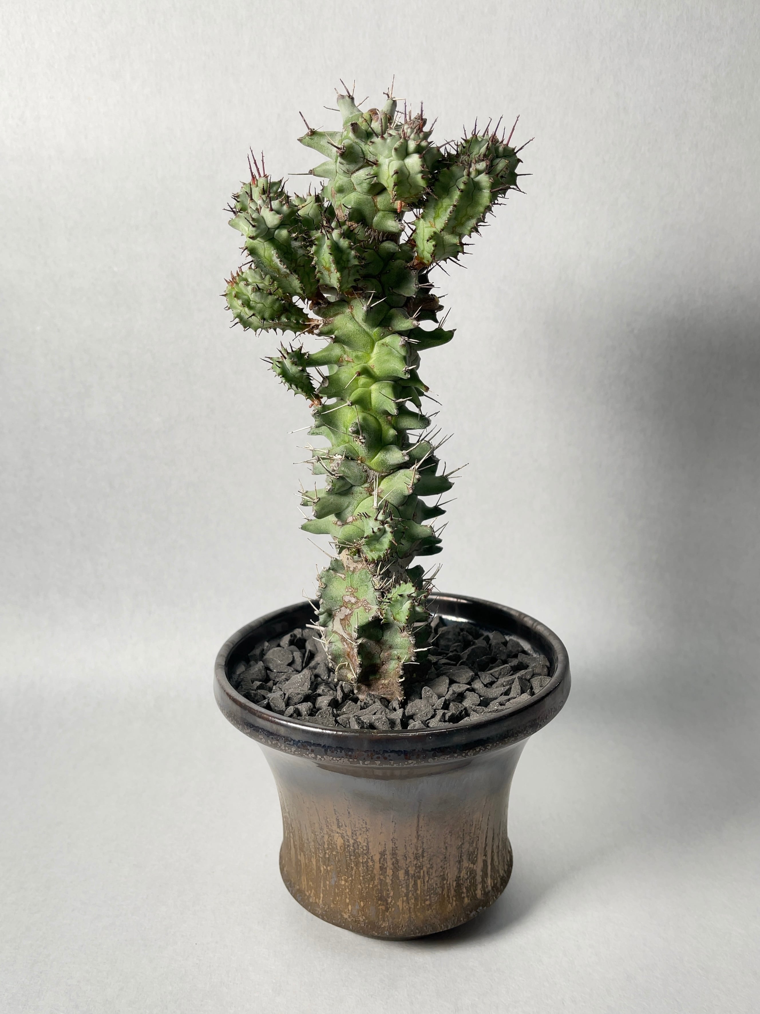 ユーフォルビア　ホリダモンスト ユーフォルビア・ホリダモンスト | trigger