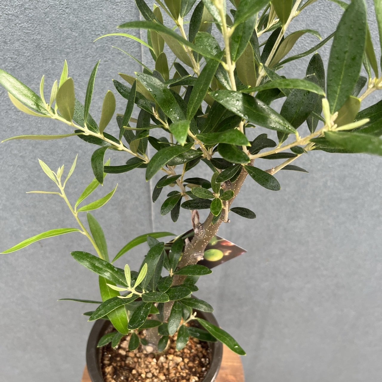 現品］16番 創樹 オリーブ ネバディロブランコ 4号 観葉植物 屋外