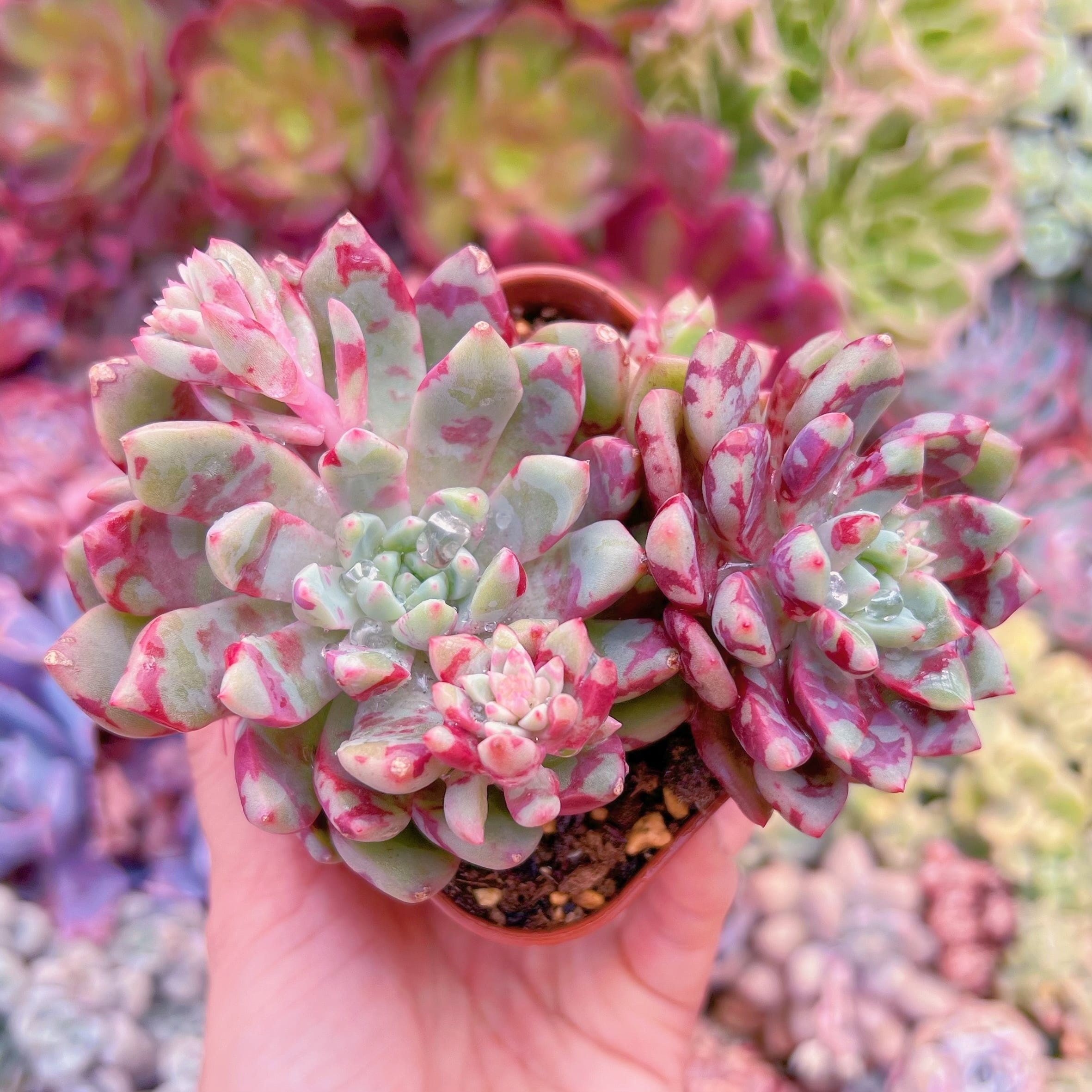 現品　ブラッドスワロー#024　るる農園