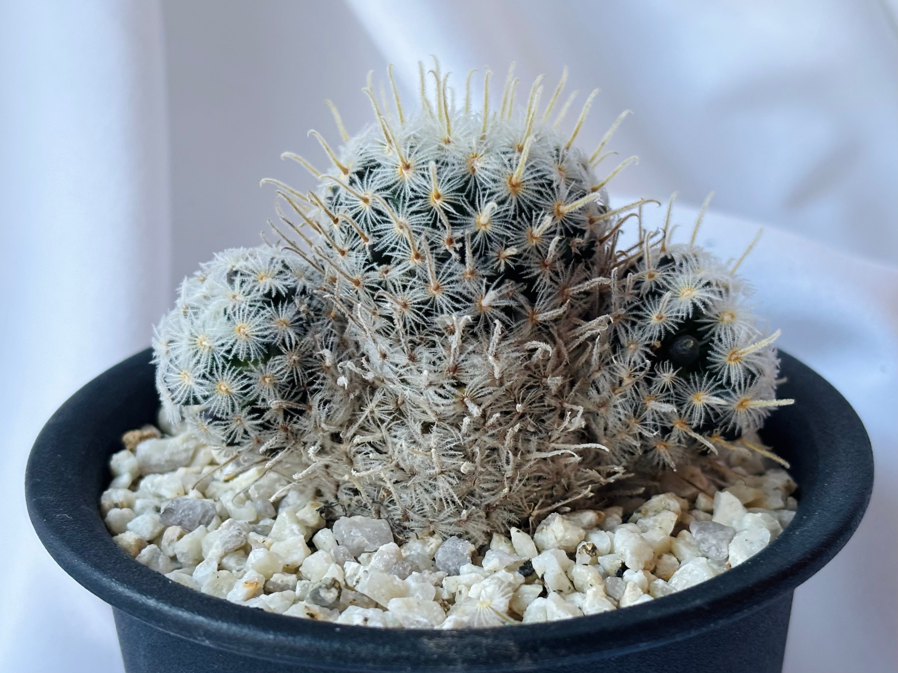 Mammillaria duwei マミラリア デュエイ サボテン