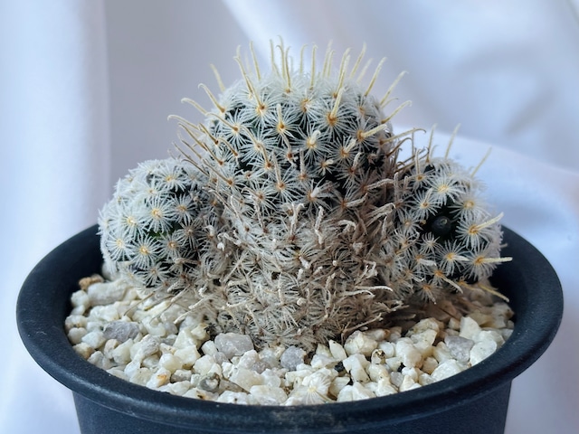 Mammillaria duwei マミラリア デュエイ サボテン