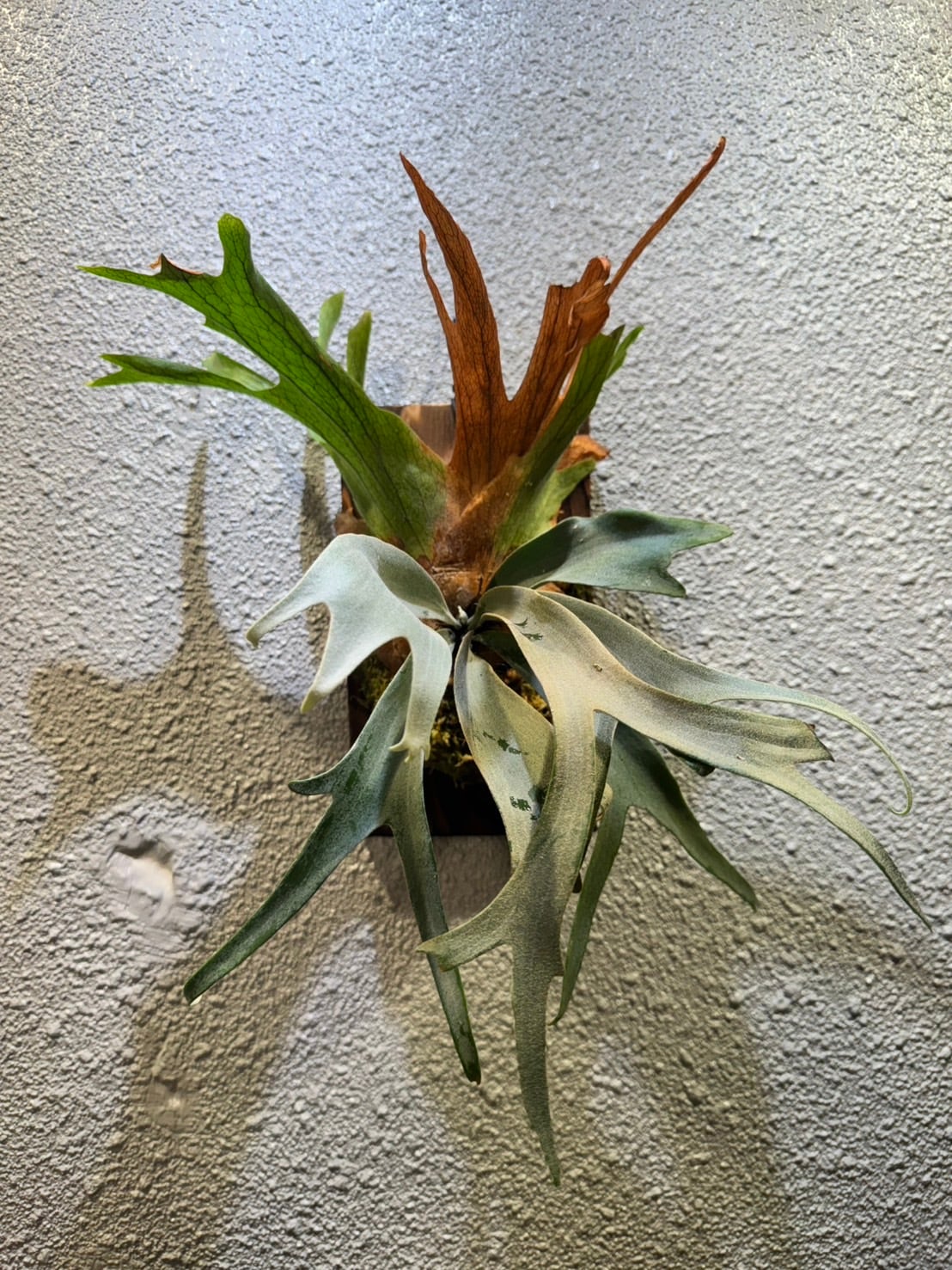ビカクシダ P.Pink princess spore | Plants.Links