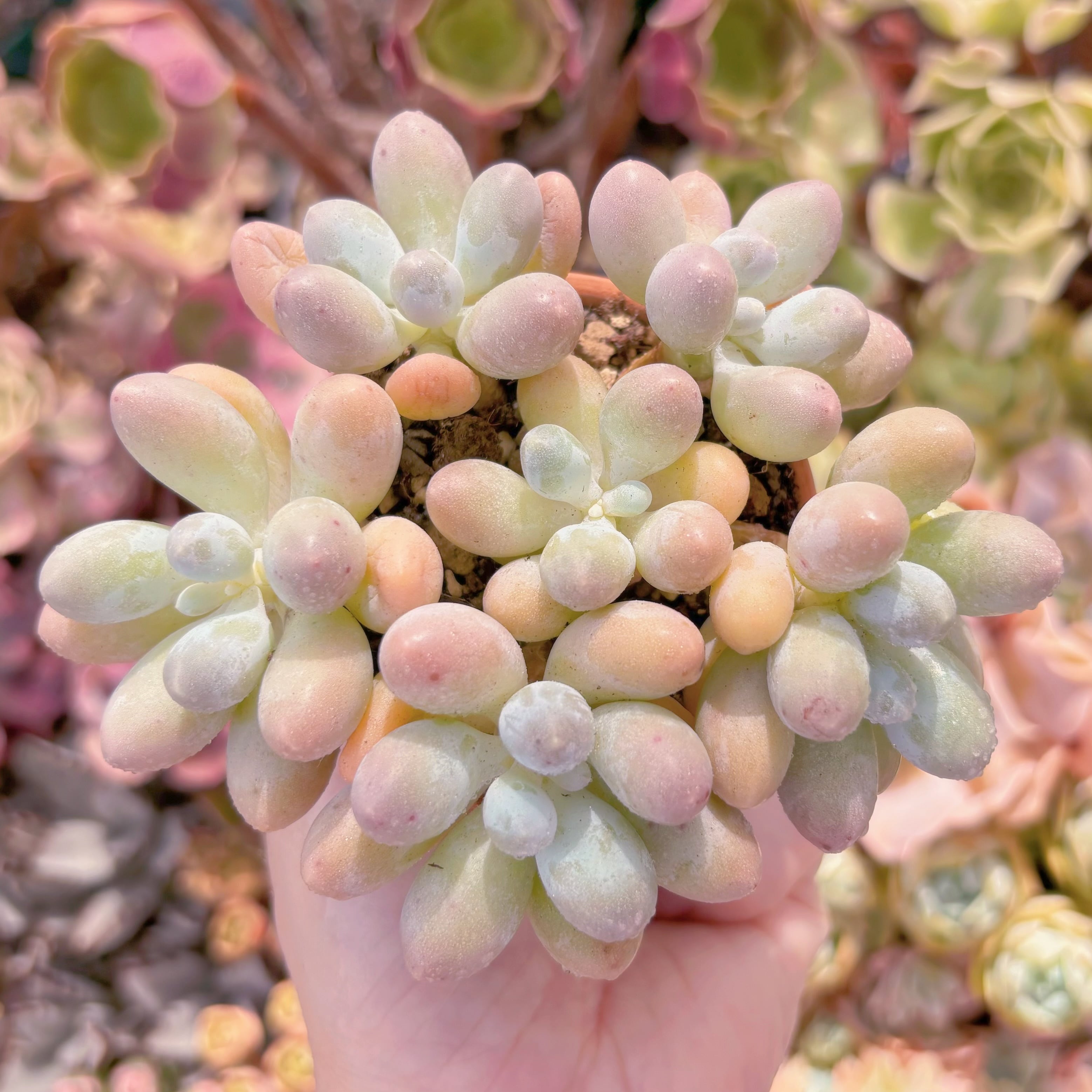 多肉植物 湯園チーズ(6頭) 新入荷 るる農園 | るる農園~多肉植物専門