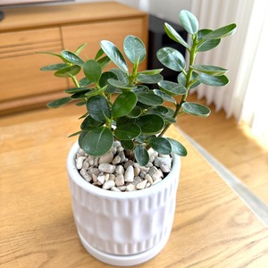 パンダガジュマル