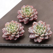 カット苗 ウェルテル Echeveria 'Werther'