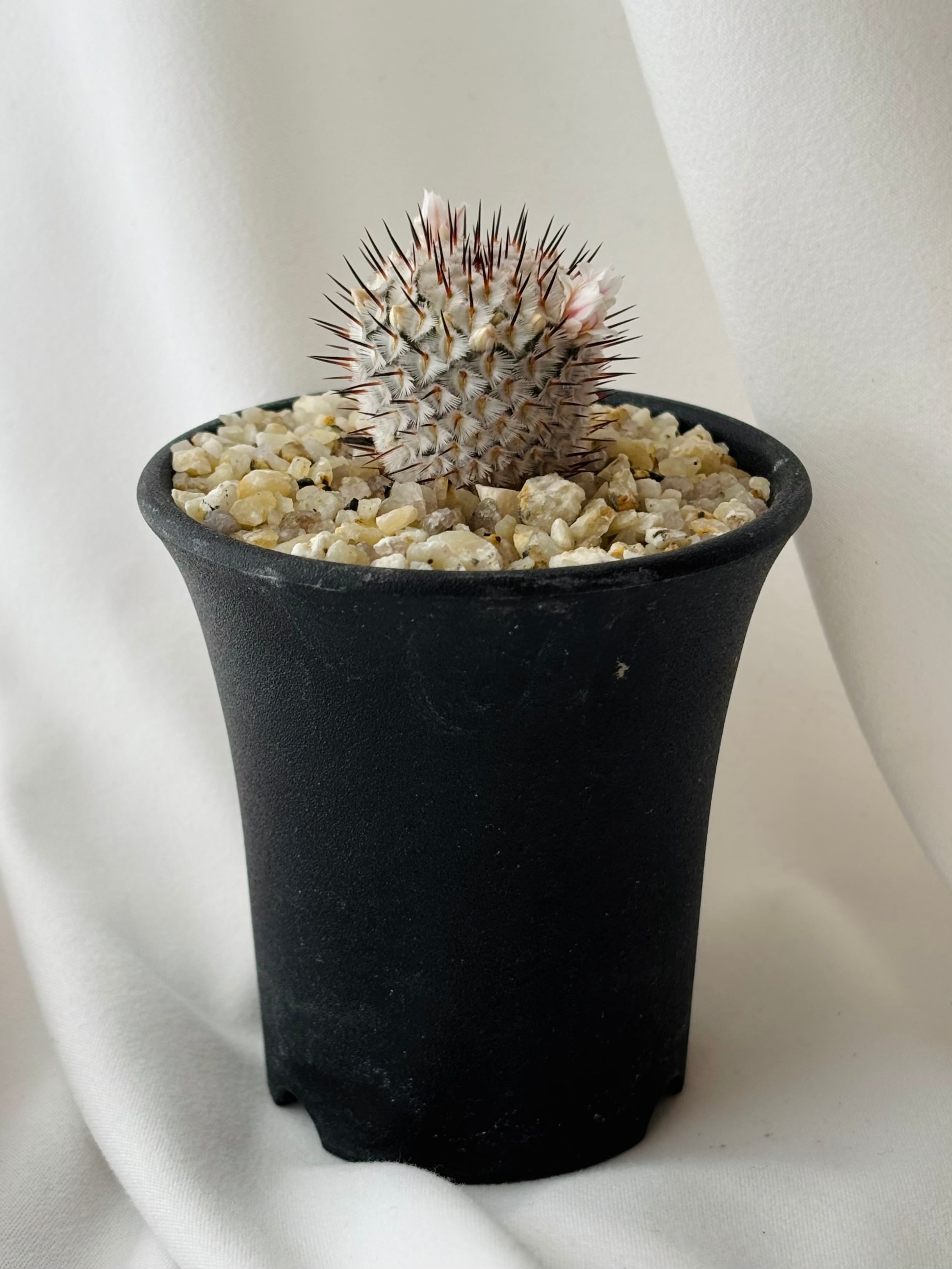 Mammillaria perezdelarosae andersoniana マミラリア ペレスデラロサ