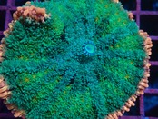 FrankensteinMushroom BigSize 1