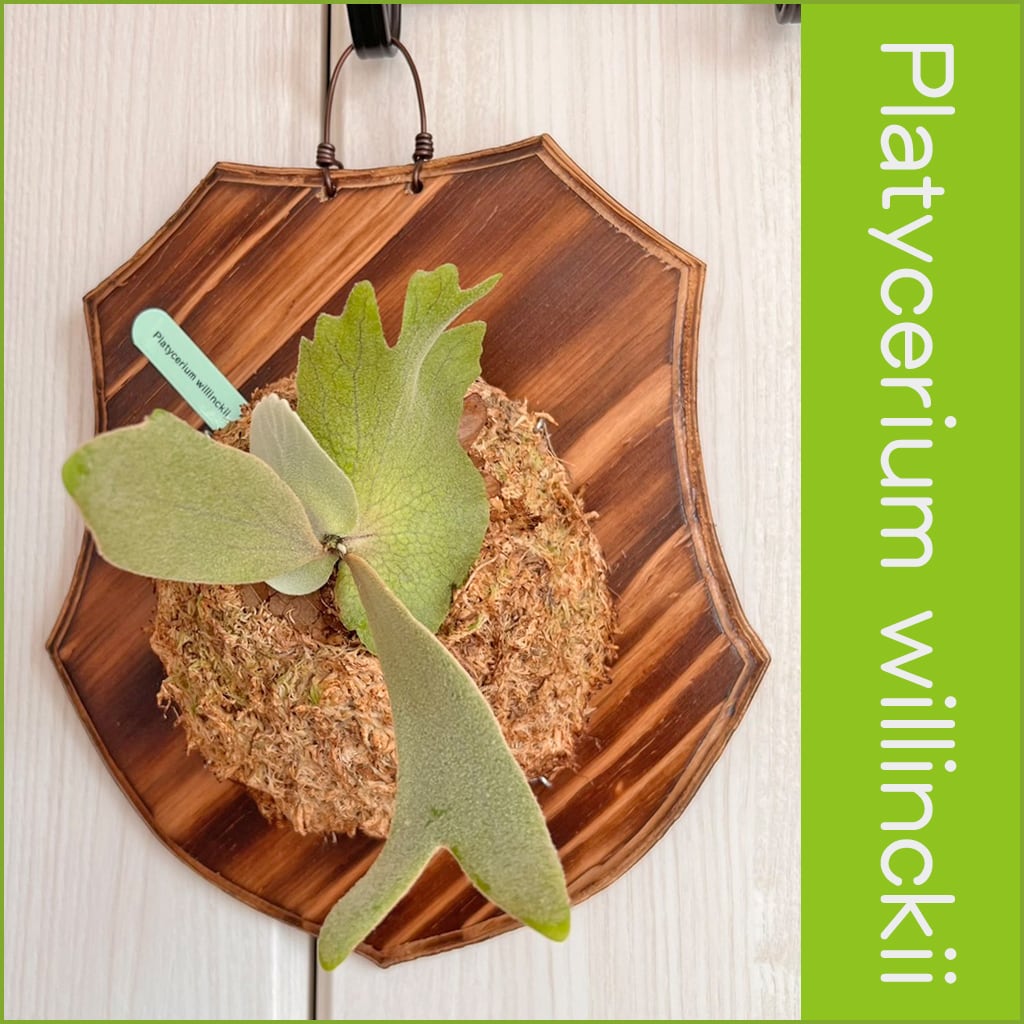 ビカクシダ ウィリンキー 板付 【観葉植物 室内 コウモリラン】 | PAY ID