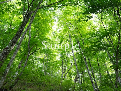 新緑のブナ − 白神山地 − 1【メタルプリントL】エネルギーフォト　 画像